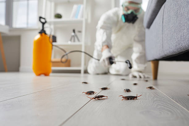 Post-Treatment Bed Bug Interceptor Monitoring in Flossmoor